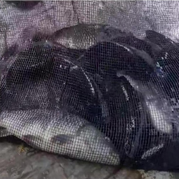 Pesce- Essen Ikan Mas Aroma Jagung Bakar Viral 24 Rame Dan Indukan Lele Gabus