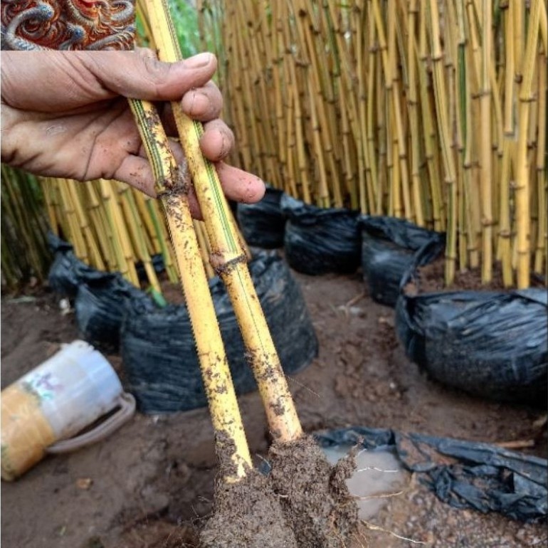 Bambu Kuning Mini, Bambu Kuning Tanaman Hias,Bambu Kuning Asli