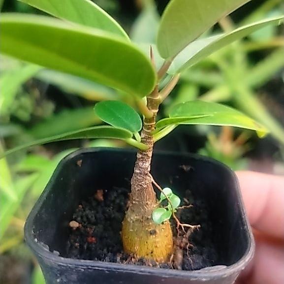 Tanaman hias bahan bonsai seedling Caudex plant Ficus Microcarpa iprik silver X dollar Moclame