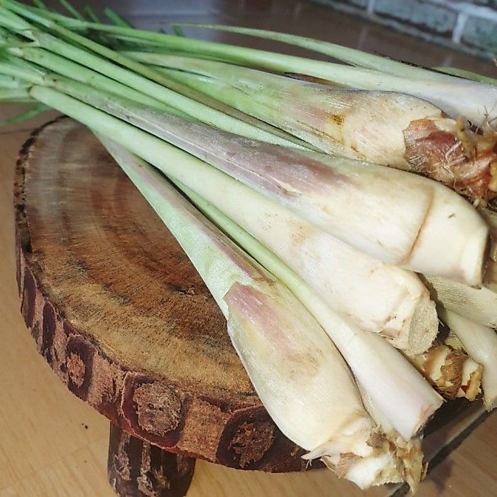 Sereh jumbo asli segar 1kg batang sereh jumbo sereh bangkok berkualitas