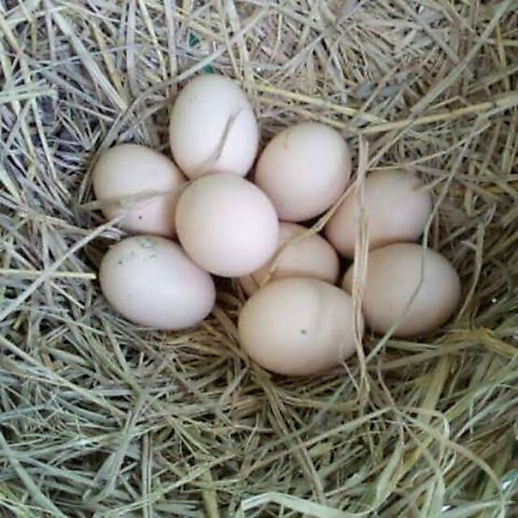 paket sangat hemat 5 telur ayam shamo fertil sangat cocok untuk buat peranak atau petarung