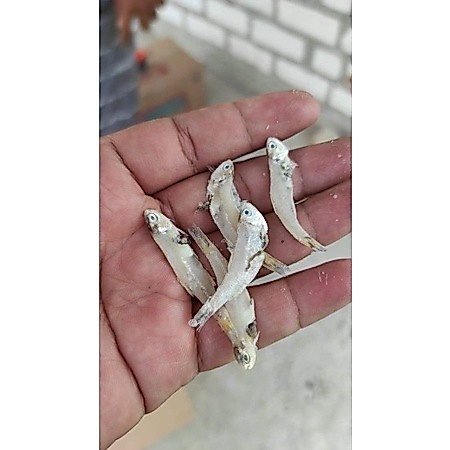 Ikan asin Teri ceples 250gr / teri asin berdaging