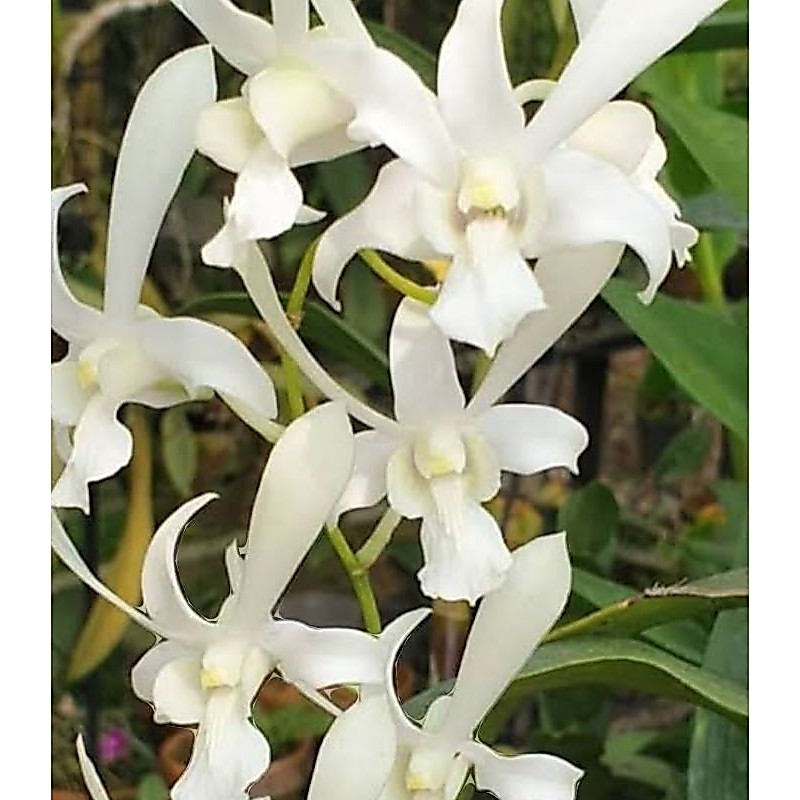 Den.Caesar White