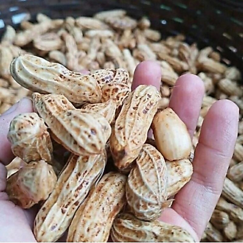 Kacang tanah kulit basah 1kg
