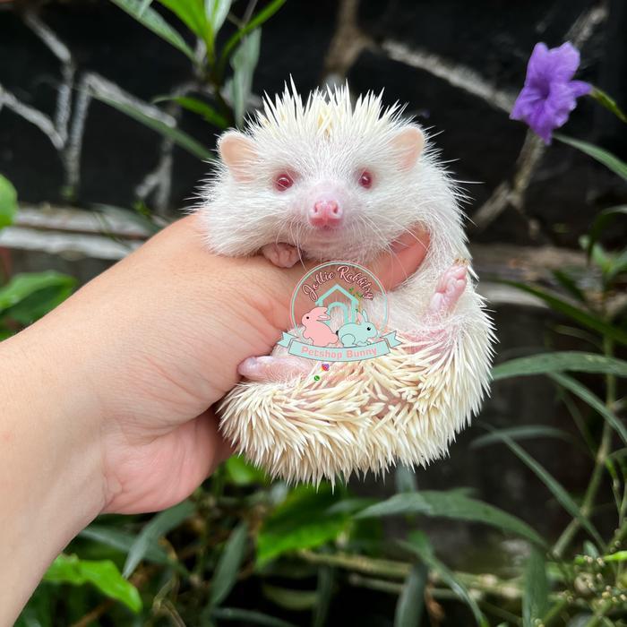 landak mini hedgehog landak susu albino Charcoal Tobiano Pinto sp
