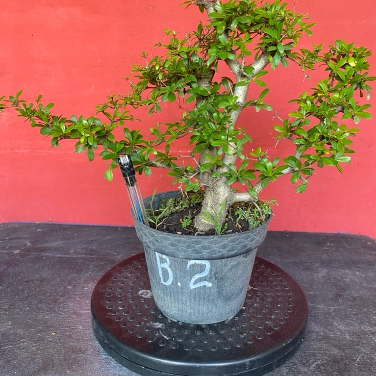 Bahan bonsai black olive bucida spinosa B2