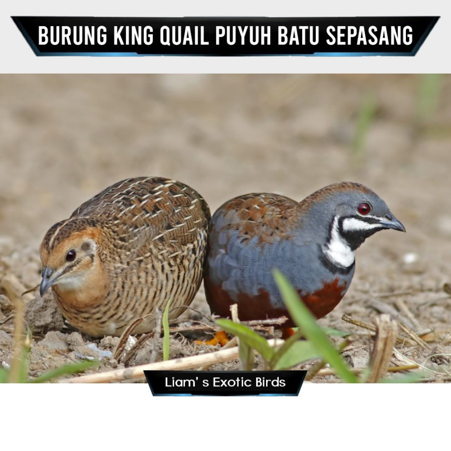 KAYDEN STORE Puyuh Batu Sepasang Dewasa Pilihan Siap Produk