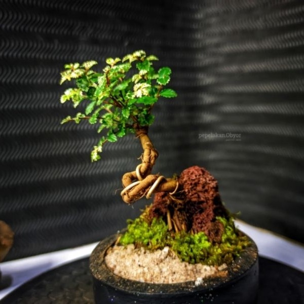 Bonsai Mini Ulmus Variegata Super Micro Siap Pajang Tinggi 15 cm