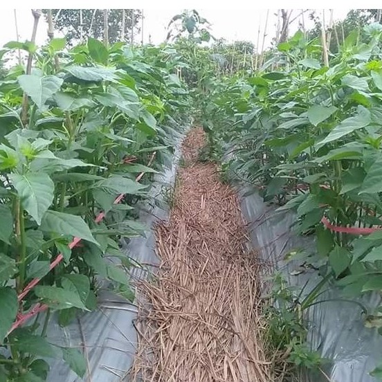 Qiuvita Hijau Pupuk Nutrisi Tanaman N32 500 Gram Fase Pertumbuhan
