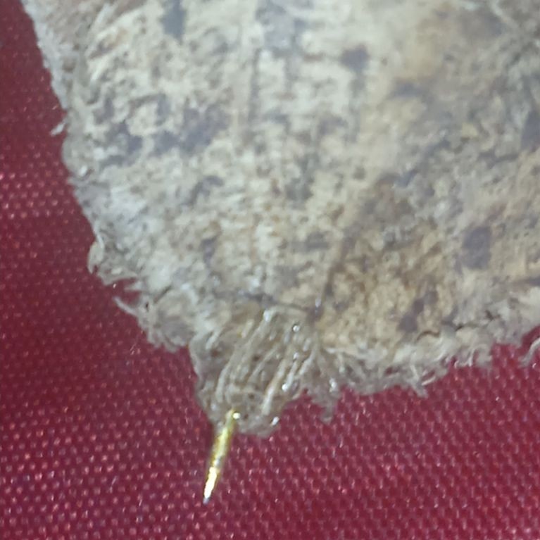 kepompong susupEmas asli