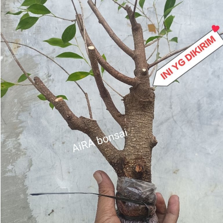 cangkokan kimeng bahan bonsai