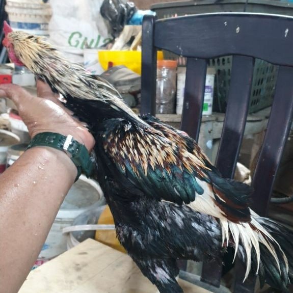PamaMangon jalak putih