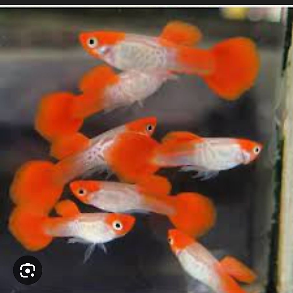 IKAN GUPPY PLATINUM KOI