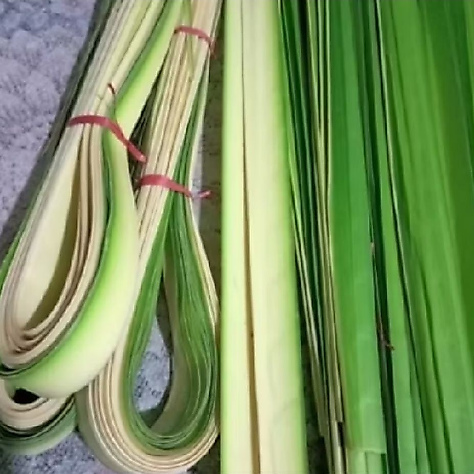 janur muda fress / janur ketupat fress