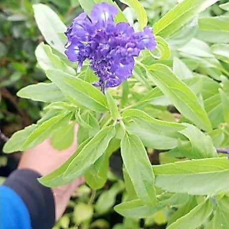 Tanaman Salvia divinorum