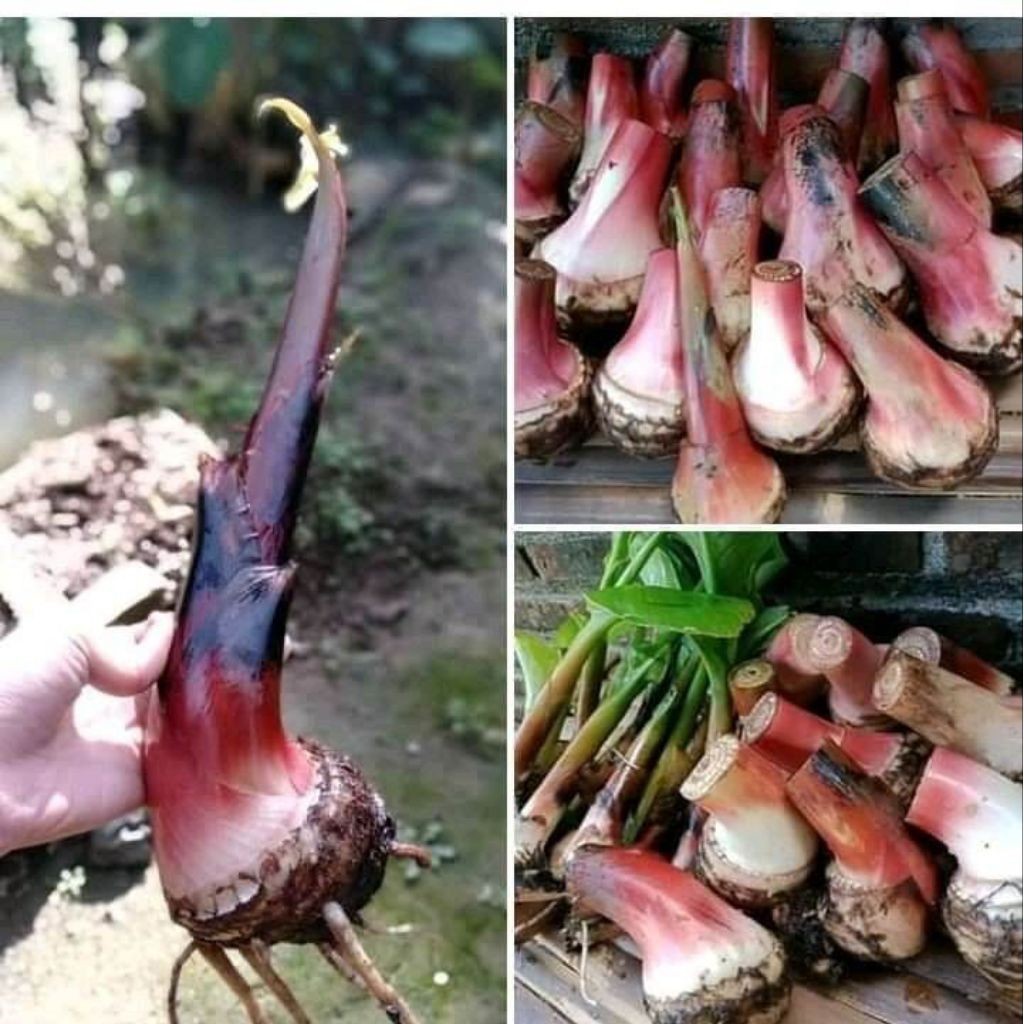 Bibit Bonggol Pisang Cavendish~Bonggol Besar Pantana22