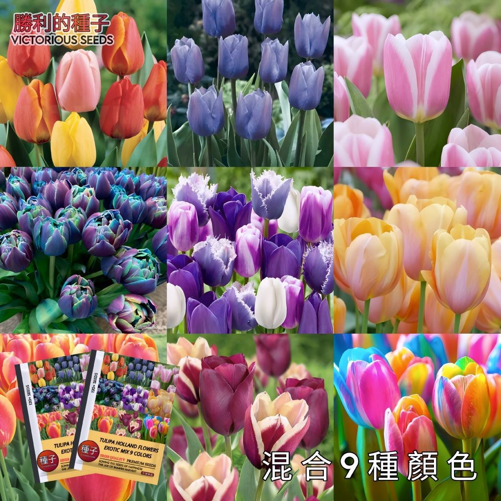 120 Butir Benih Bunga Tulip Holland Mix 9 Warna | Bibit Bunga Tulip | Mudah tumbuh