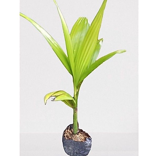 Bibit pinang betara ASLI tinggi 35-50cm