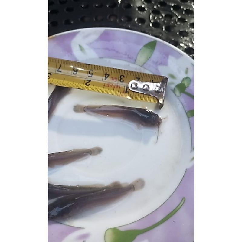 lele uk 4 5 cm jenis sangkuriang
