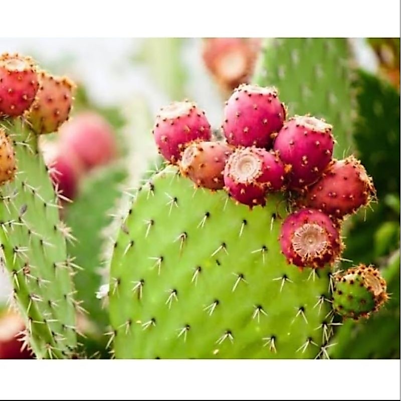BIBIT KAKTUS BARSUMI BUAH SIAP TANAM ( OPUNTIA FICUS INDICA )