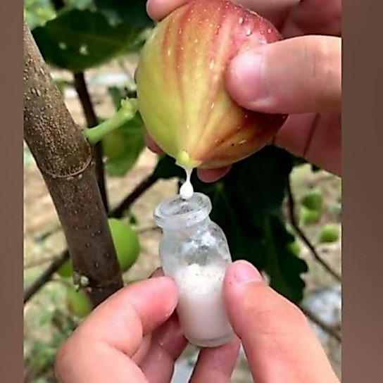 Getah Pohon Buah Tin Fresh 5ml