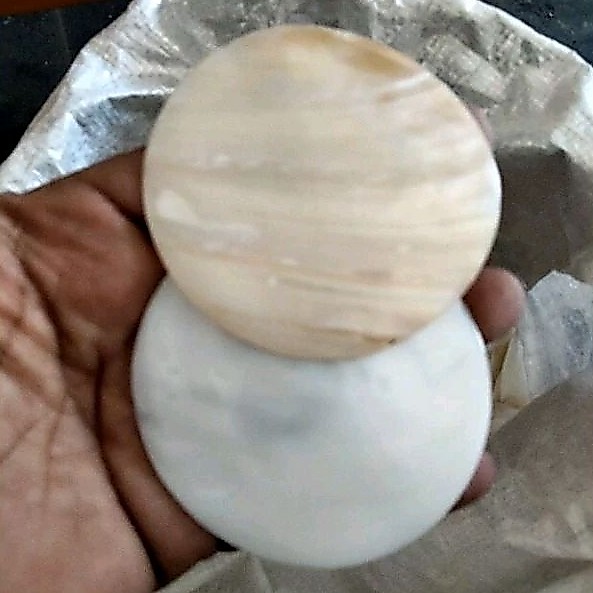 Cangkang kerang kupang bulat per biji