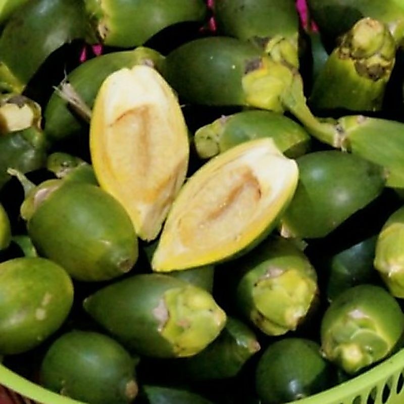 pinang muda/jambe muda