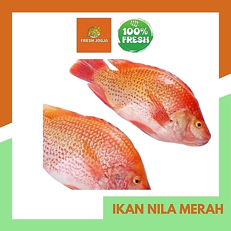 Ikan Nila Merah Segar per 500gr | Fresh Jogja