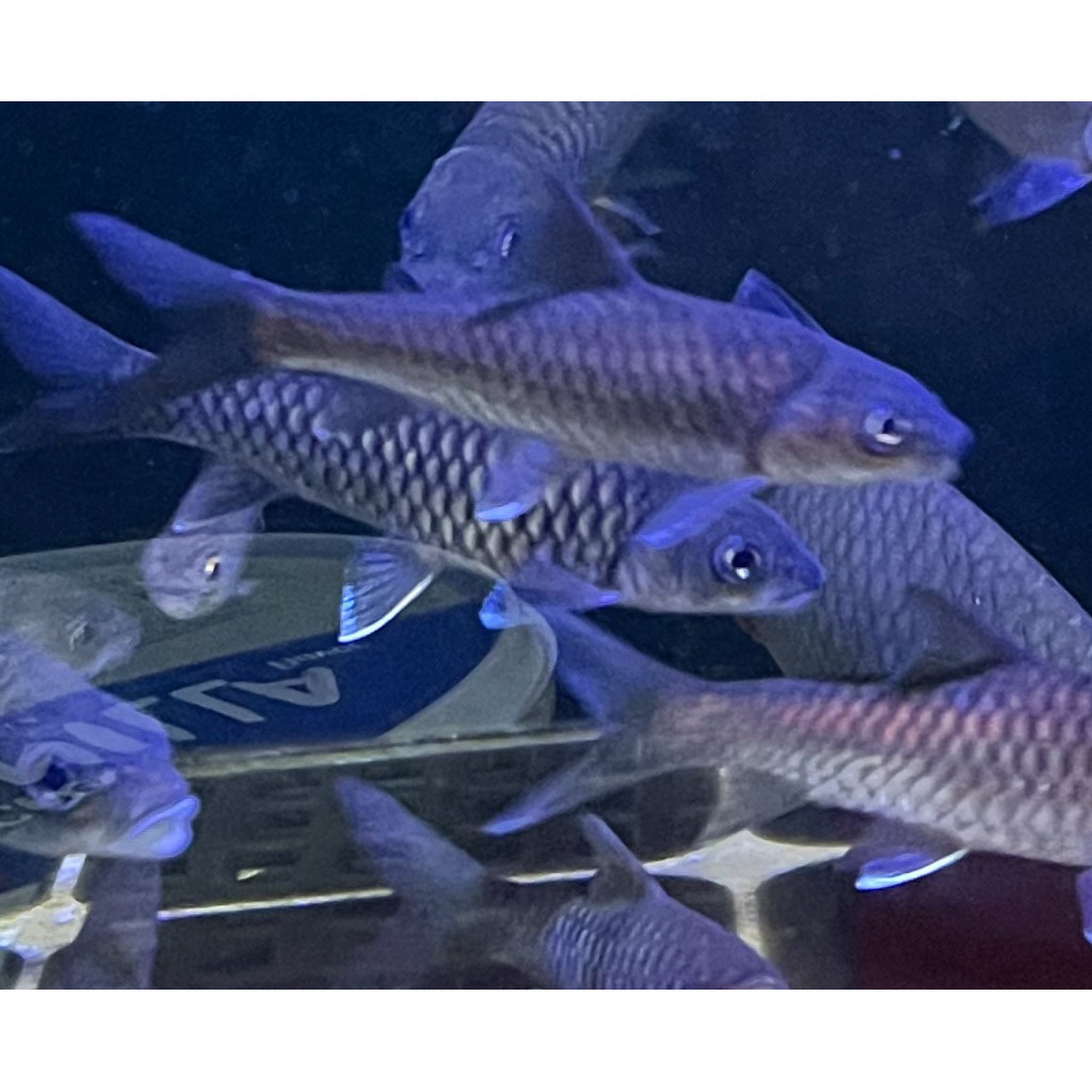 Masher Mahser Tor Tambroides  Brantas 7-9 cm an blue