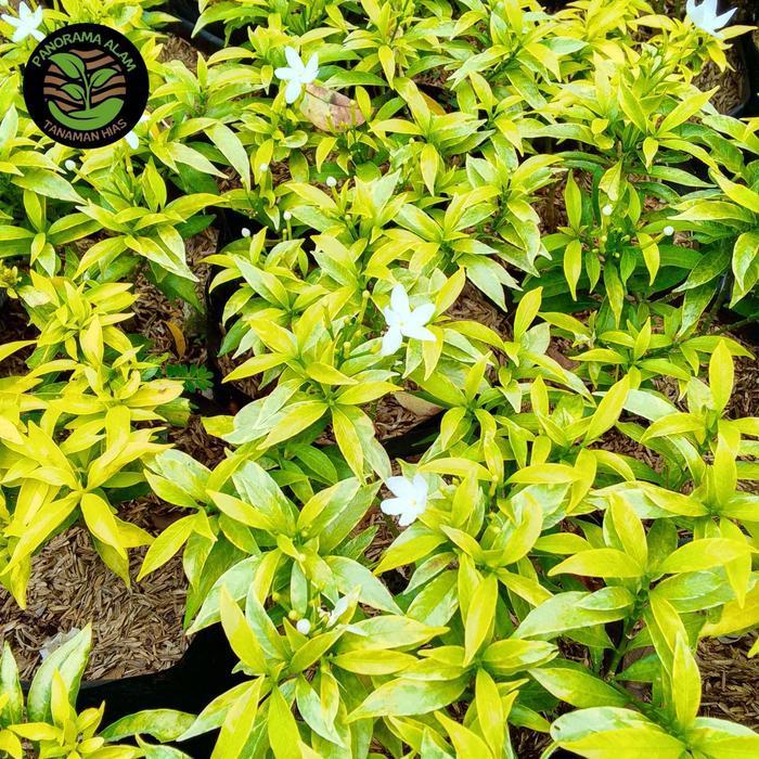 tanaman hias rombusa mini golden - rombusa mini golden - rombusa mini