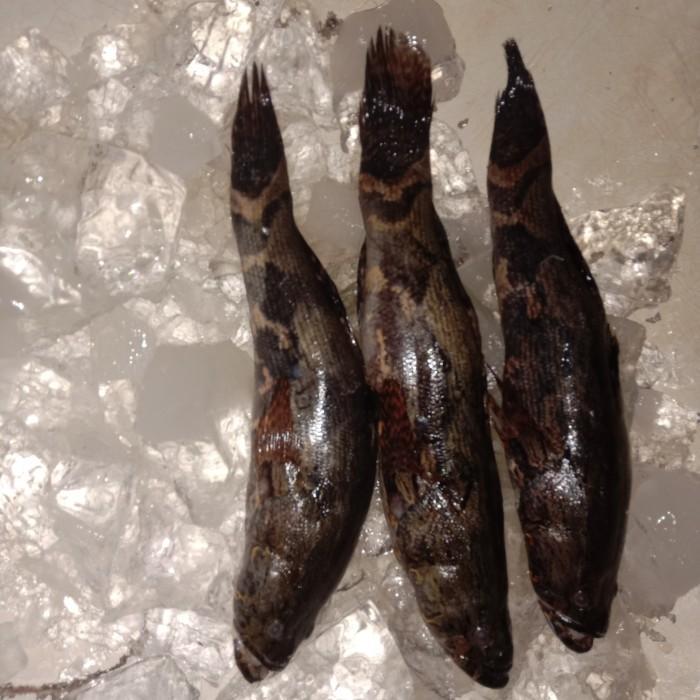 IKAN GABUS MALAS BETUTU [TERBARU[TERLARIS[ORIGINAL[ASLI]