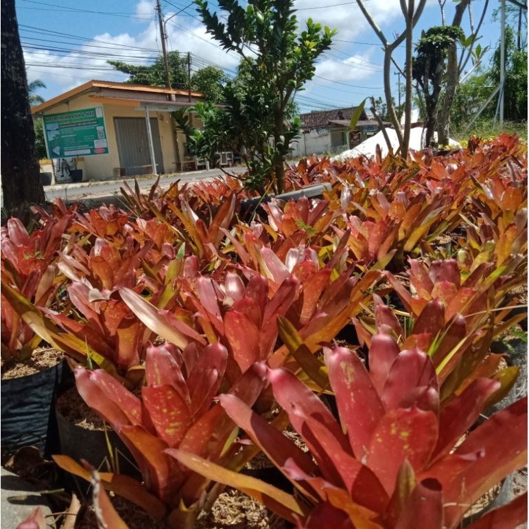 bromelia diva/mawar