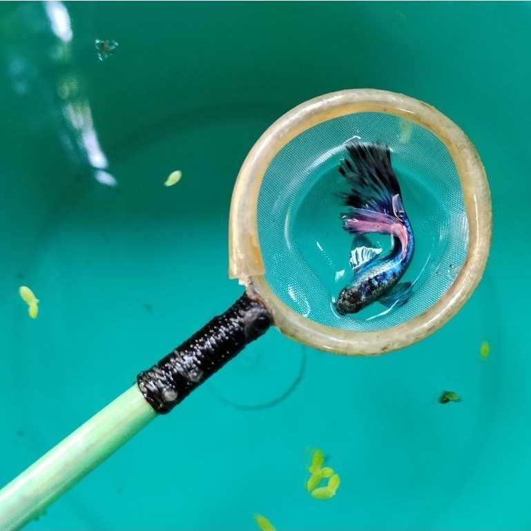 Hiasan rumah ikan guppy blue ivory