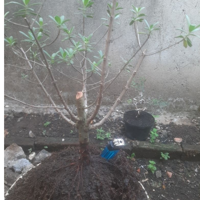 Bonsai Bahan Santigi dari Biji Sesuai Foto