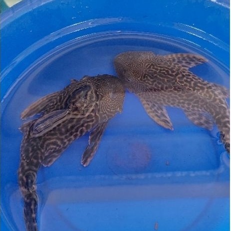 ikan spuspu SB unik langka