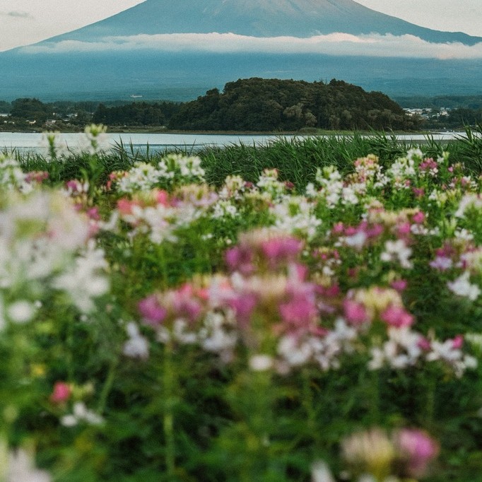 jastip jepang