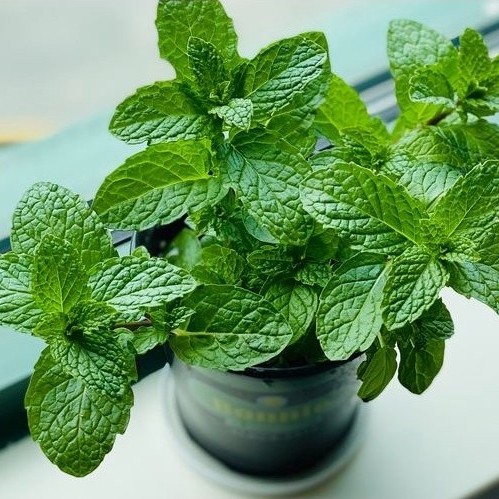 bibit mint/bibit tanaman daun mint/bibit papermint