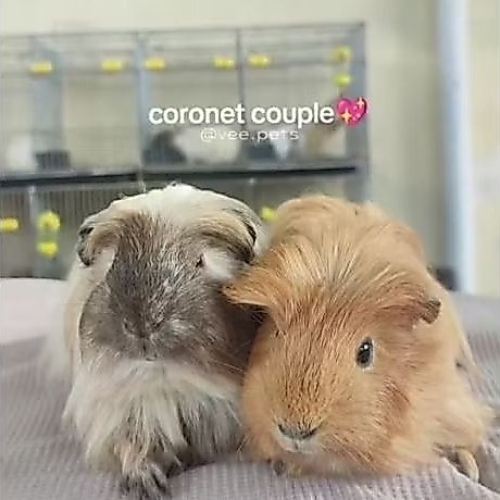 Marmut Coronet - Guinea Pig - Boneka H1dup Jinak Sehat + Keranjang