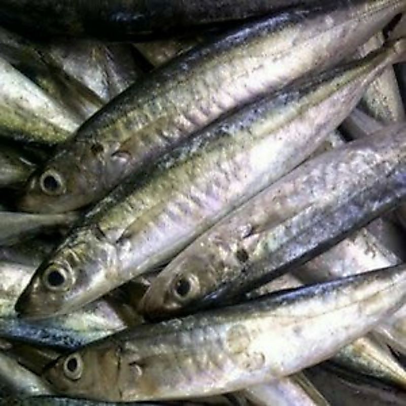 Ikan KEMBUNG LAYANG