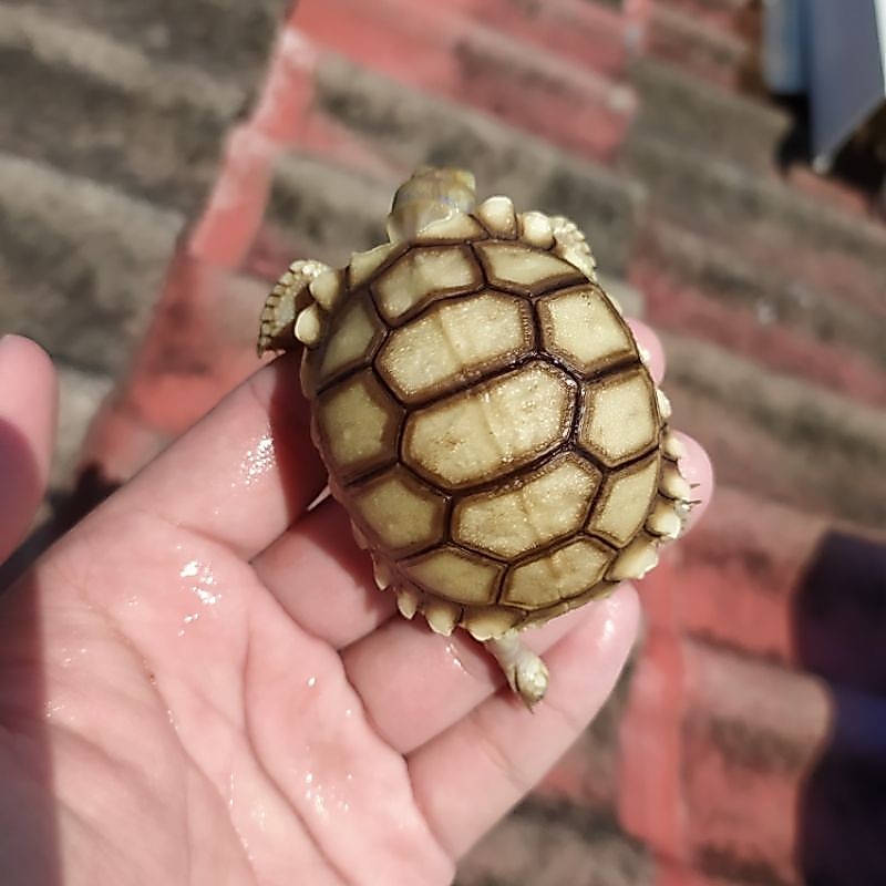 Sulcata asli baby grade a