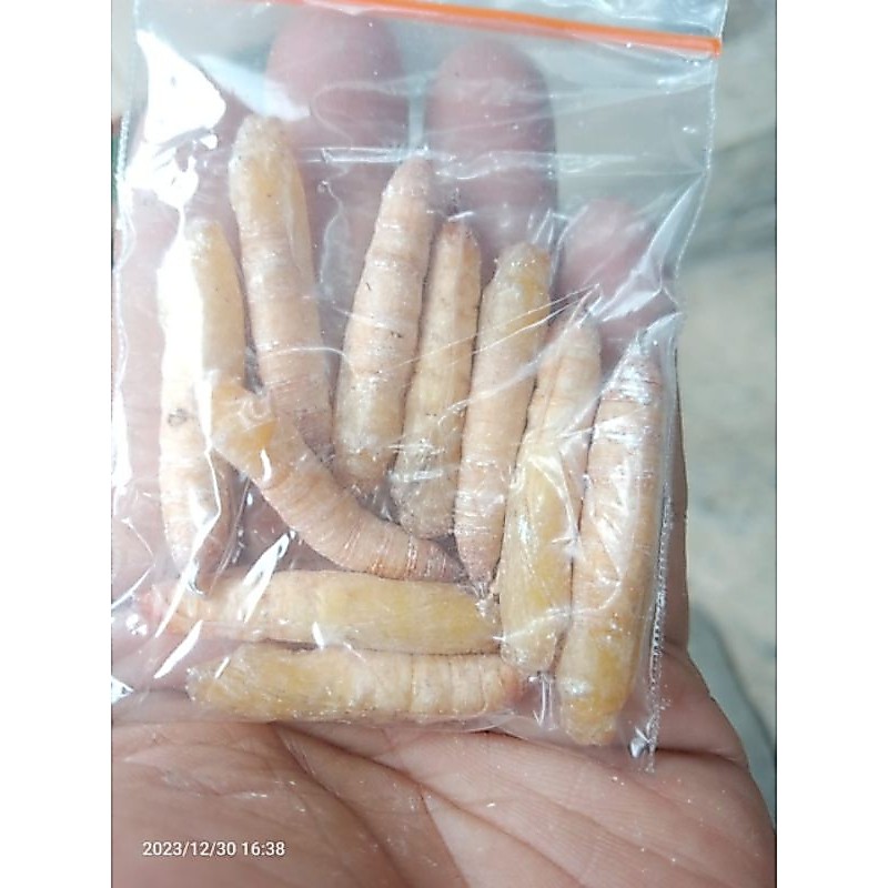 kepompong pisang (isi 10)  umpan bawal