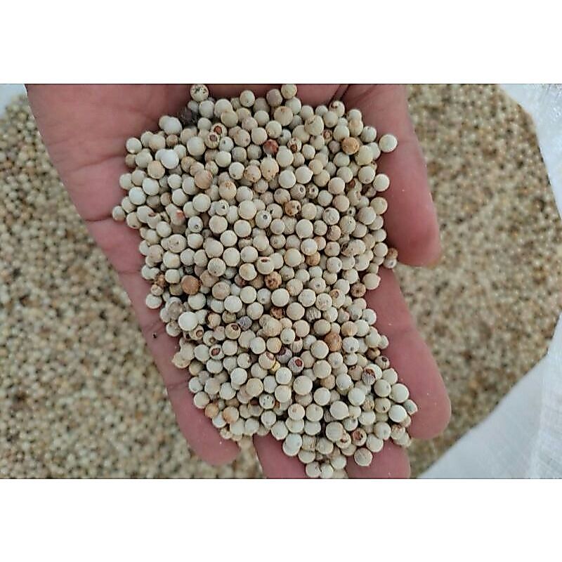 lada putih / lada butir murni 100%asli tanpa campuran 100GR-500GR