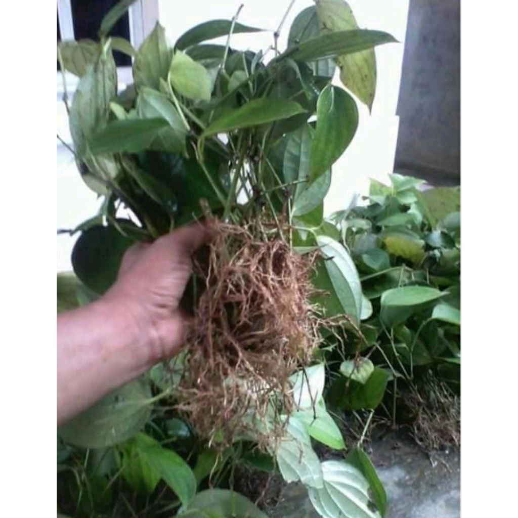 bibit tanaman merica Bibit lada unggul bibit pedes siap tanam (Merica.Agro)