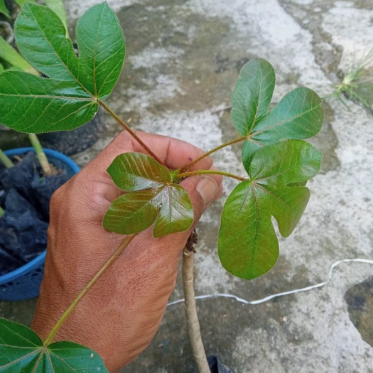 BIBIT TANAMAN JARAK MERAH/JARAK WULUNG
