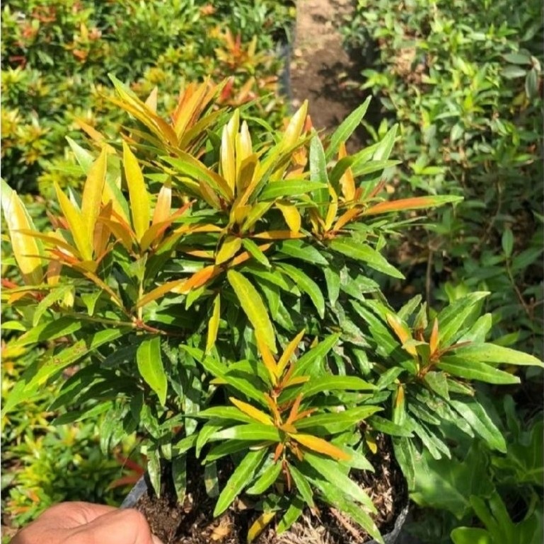 tanaman pucuk merah super micro / bunga pucuk merah micro