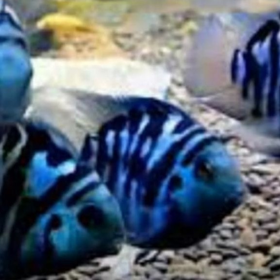 promo isi 10 ikan blue polar indukan