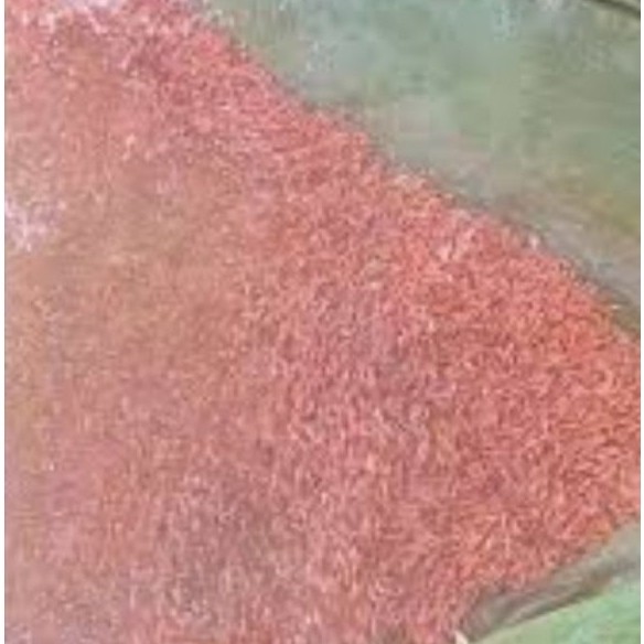 bibit ikan nila merah larva ukuran 0.6cm usia 15 hari is 400 ekor terbaik.