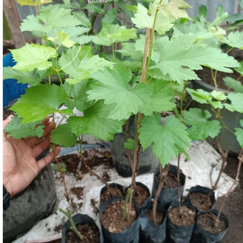 Bibit Anggur Sumbar - Bibit Anggur Impor Murah tanpa batang bawah rootstock