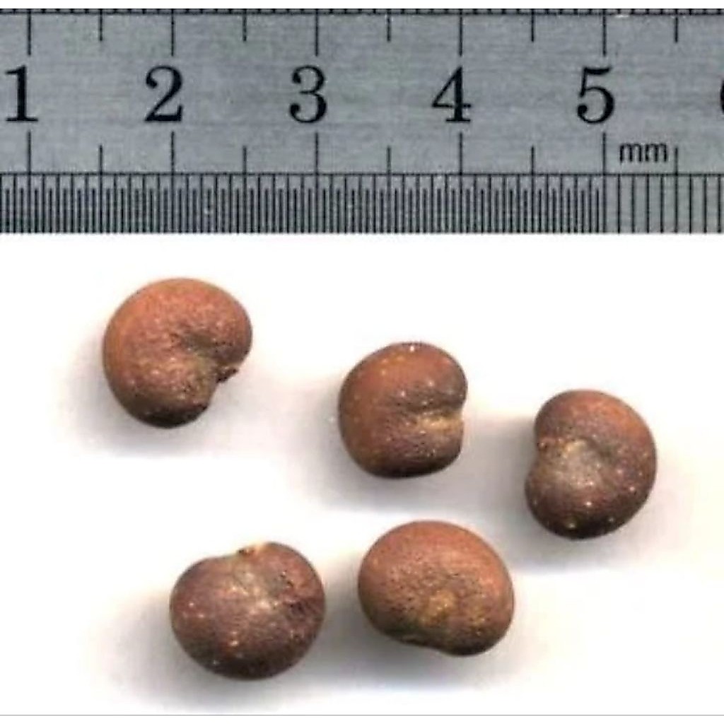 Biji benih pohon Baobab