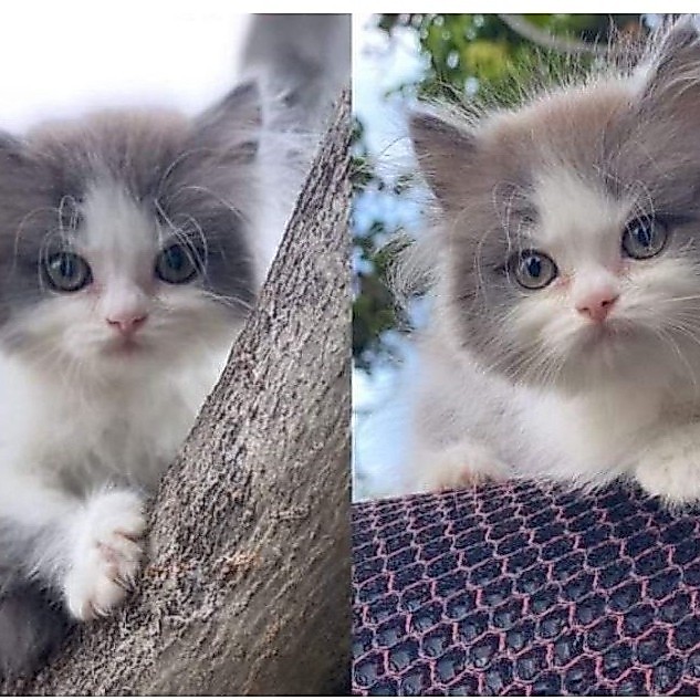 Kitten Kucing Persia Flatnose Super Abu Putih Favorit Long Hair
